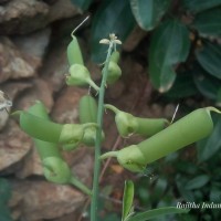 Crotalaria retusa L.